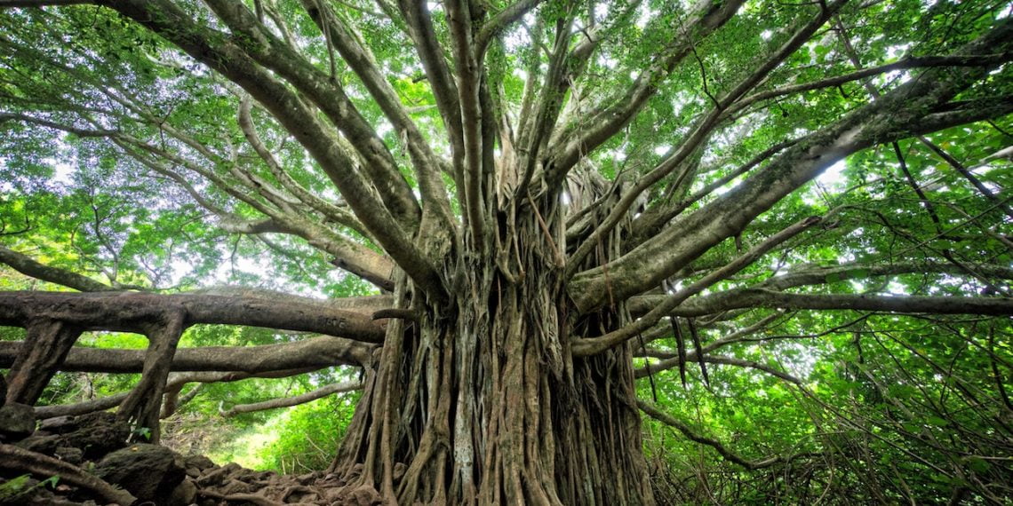 Il futuro ha radici antiche, gli alberi monumentali di Sicilia