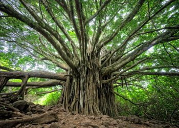 Il futuro ha radici antiche, gli alberi monumentali di Sicilia