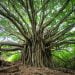 Il futuro ha radici antiche, gli alberi monumentali di Sicilia